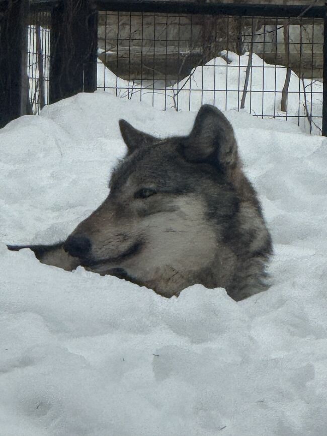 オオカミ姉妹なのですが、<br />1頭だけ雪に埋もれていました。