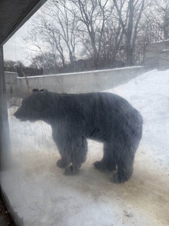 ものすごい巨体です。<br />万が一出合ったら、勝ち目はないです。