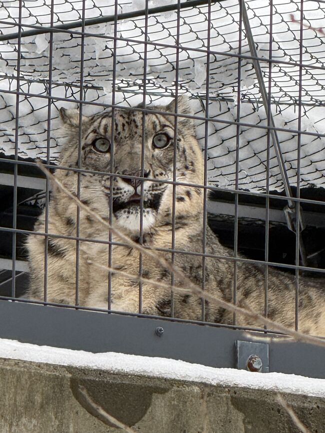 ユキヒョウは外にいました。
