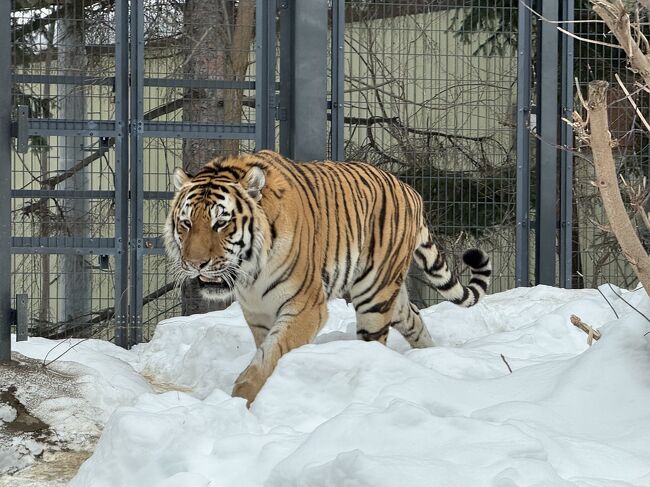 いました。<br />大好きなトートくんです。