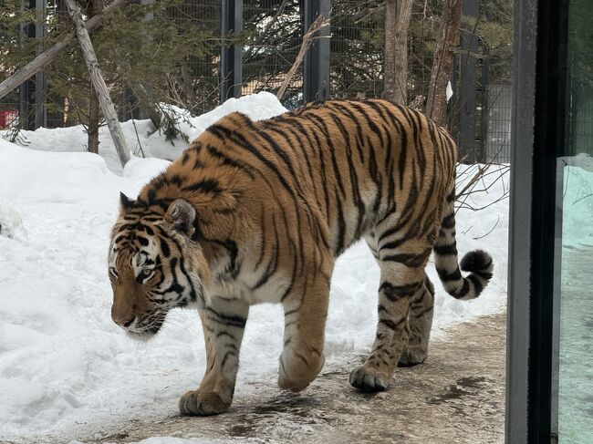 いつも向こうのフェンス側をうろうろしているのですが、<br />今回は近いこちら側を歩いています。