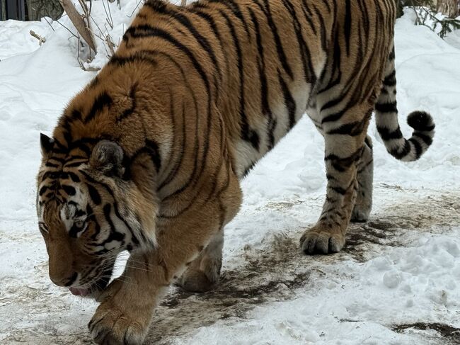 何やら掘っていました。