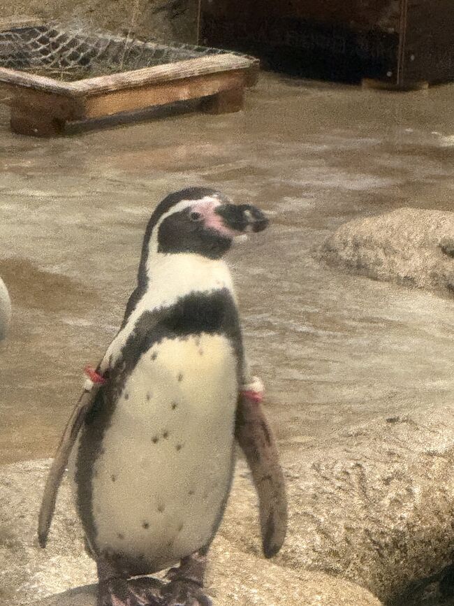 ペンギンも人気です。