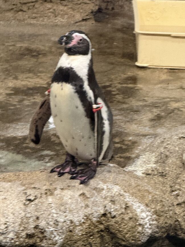 ペンギンも人気です。