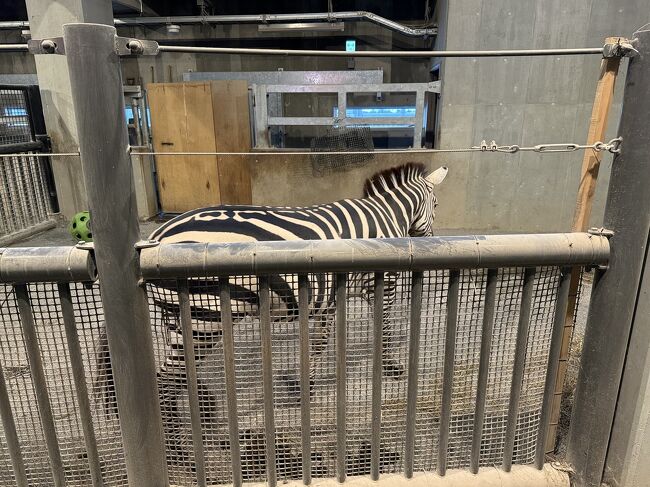 シマウマです。