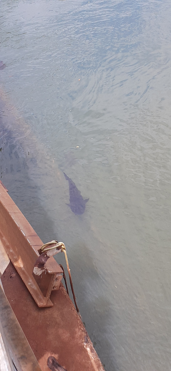 遊歩道の横に見つけた大ナマズ。１ｍ位あります。市場には６０～７０ｃｍ位の奴が並んでいました。