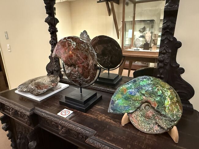 この色のアンモナイトは大変貴重だそうです。<br />もちろん自然の色だそうです。