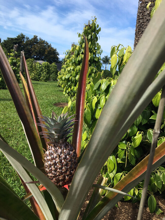 農園で栽培されているのはコーヒー豆だけではありません