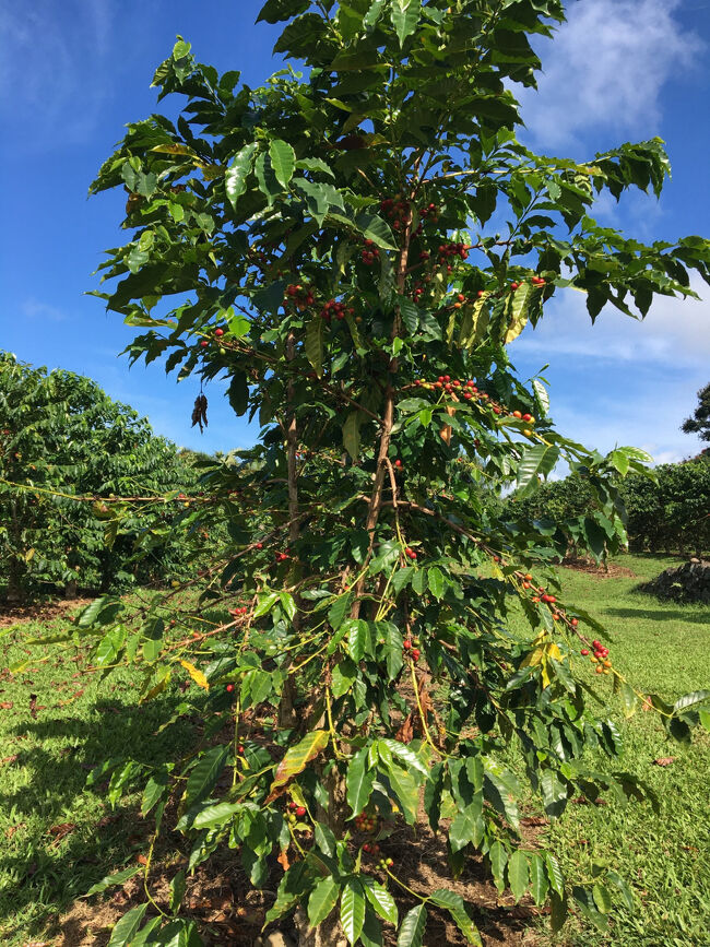 赤い実が沢山ついたコーヒーの木