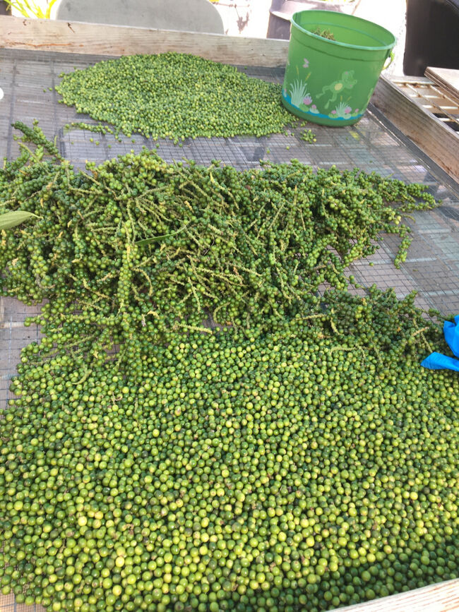 ペッパーも栽培されています