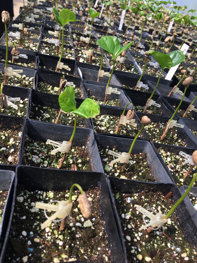 コーヒーの木の赤ちゃん