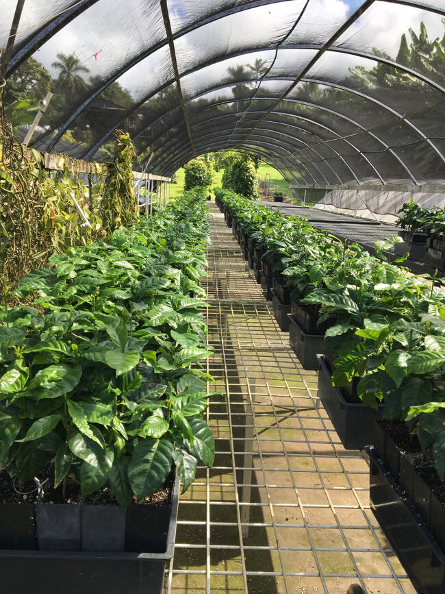 少し成長したコーヒーの苗木