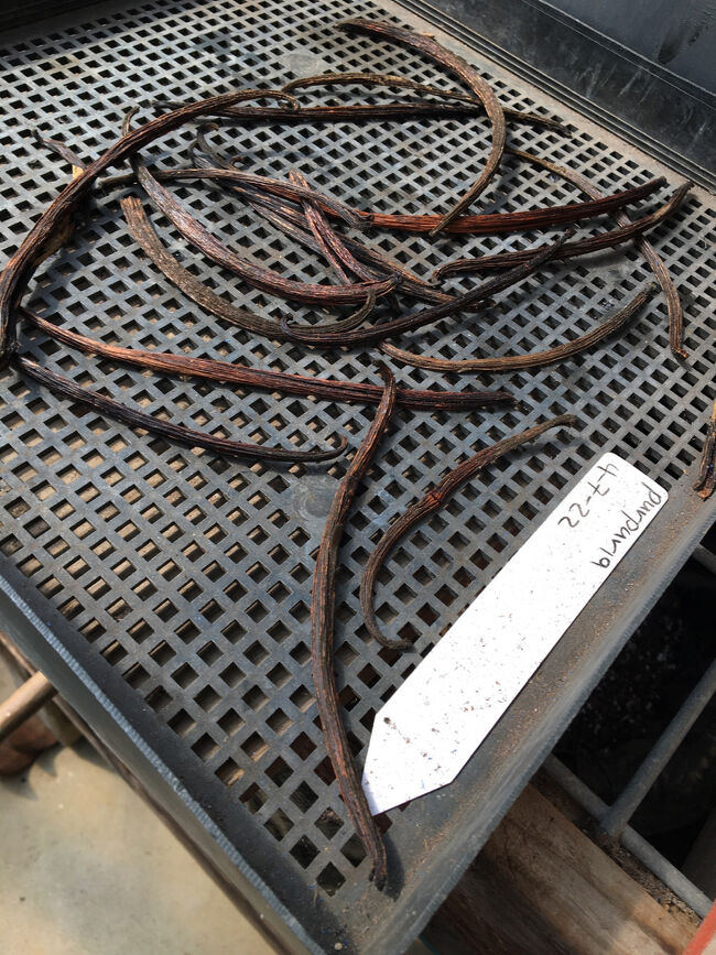 バニラビーンズも栽培されていました