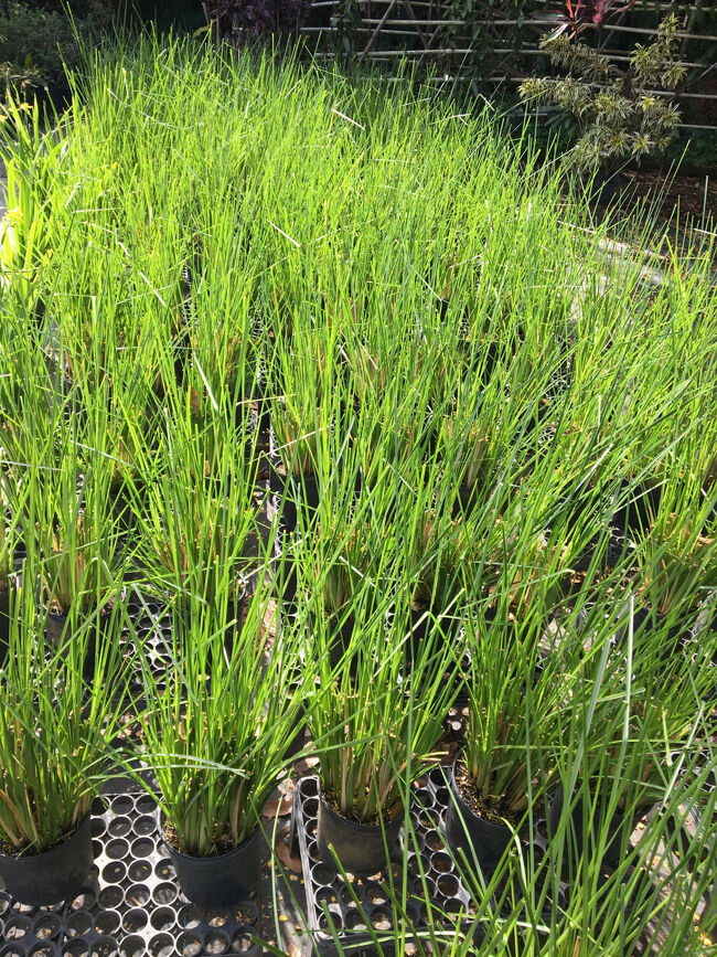 これは何の苗木かな？？？