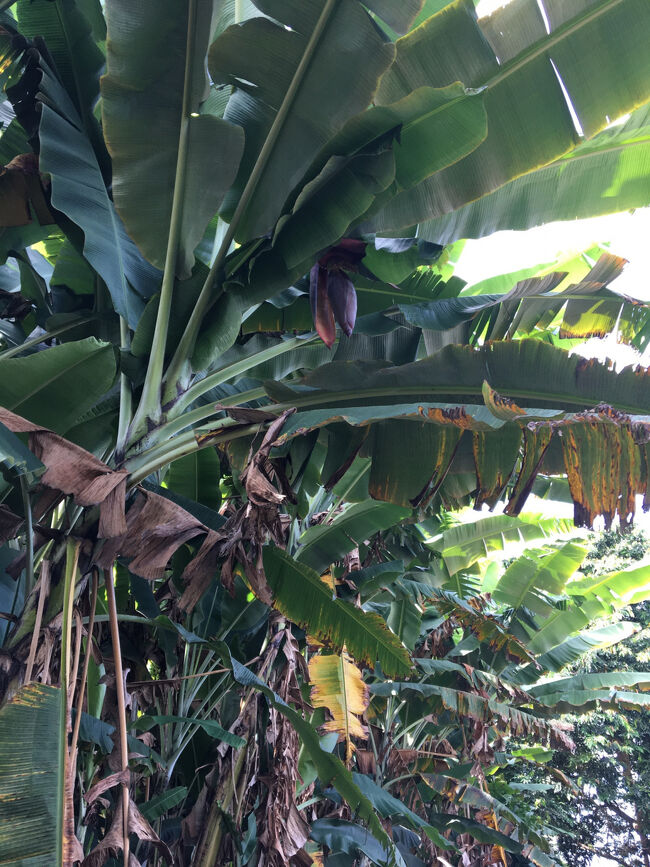 大きなバナナやアボカド等の木も沢山あります