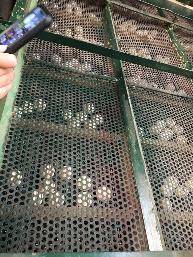 コーヒー豆を選別する機会