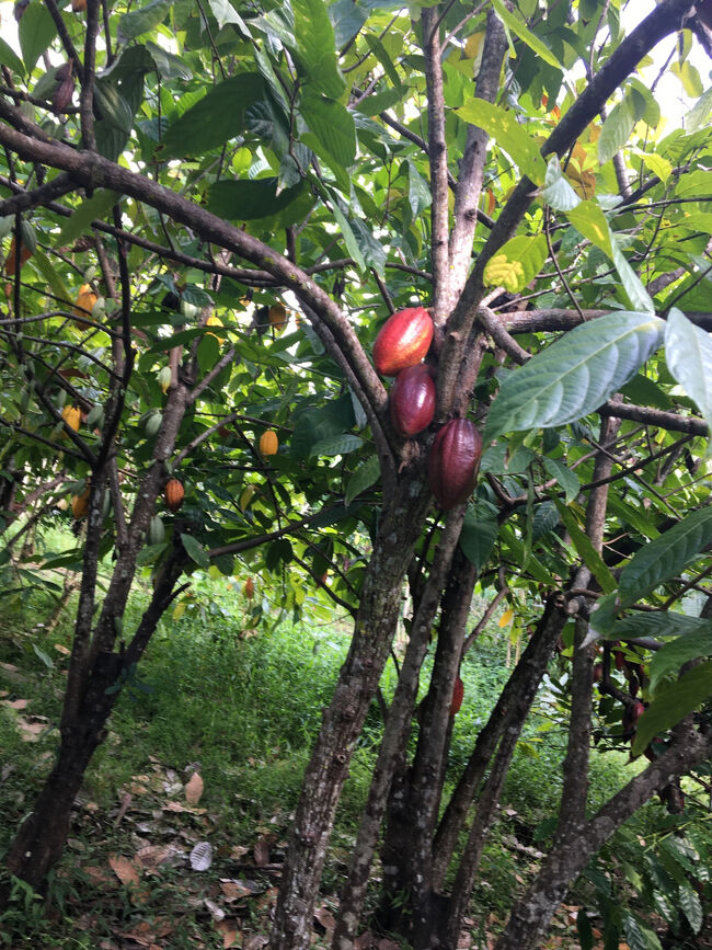 カカオの木