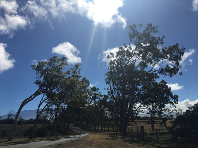 風が強いエリアなので木が斜めに傾いています