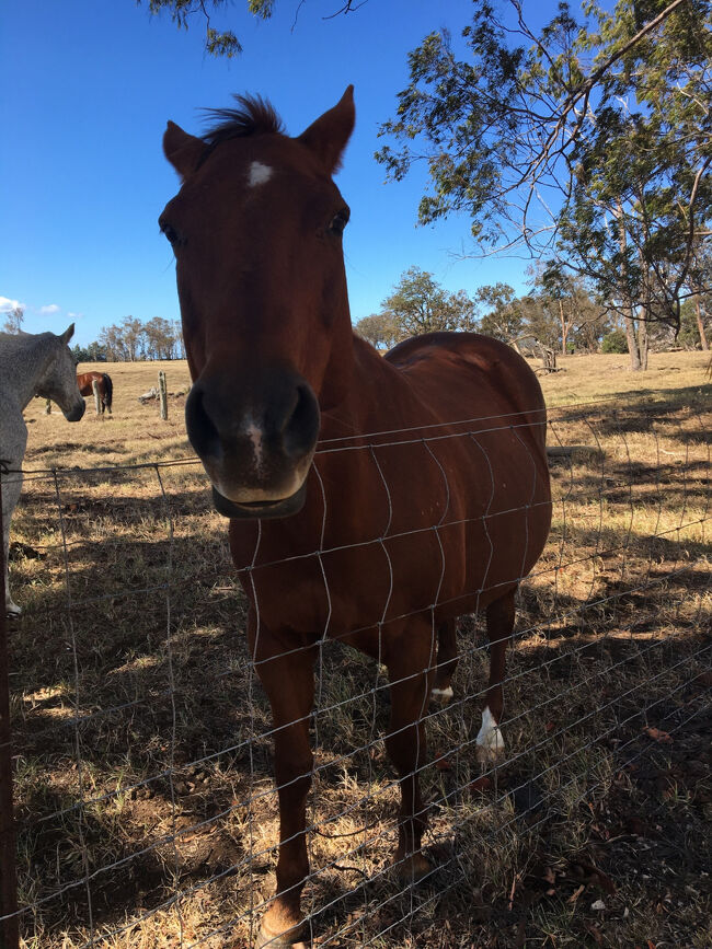 人懐っこい子が寄ってきてくれました