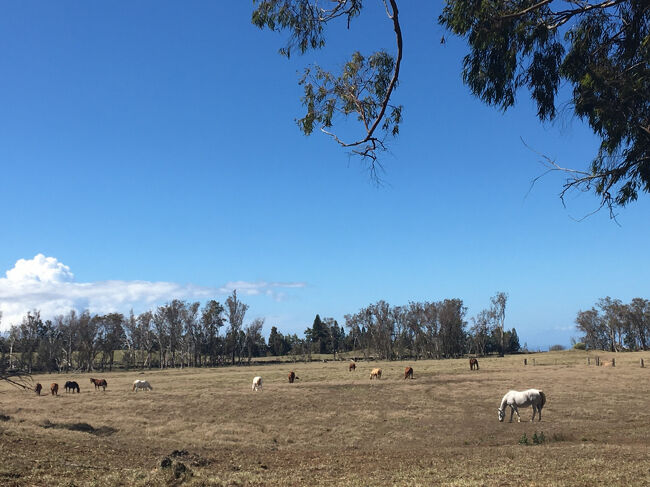 みんな伸び伸びと放牧中