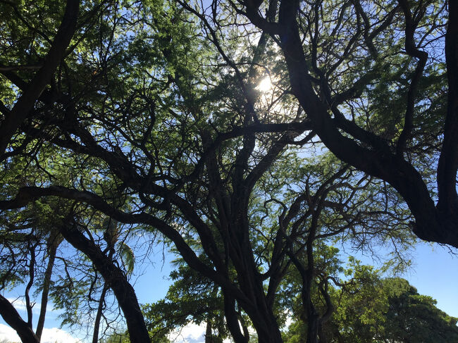 大きな木が木陰を作ってくれます