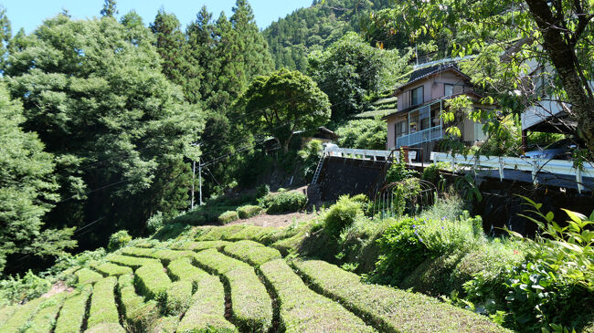 中井侍の集落は茶畑も多くありました。<br />地元では「中井侍の茶畑」と売り出しているようです。<br />平地がなく、崖にへばりついているようなところなので、稲作はできず、茶の栽培で生活していたのでしょう。