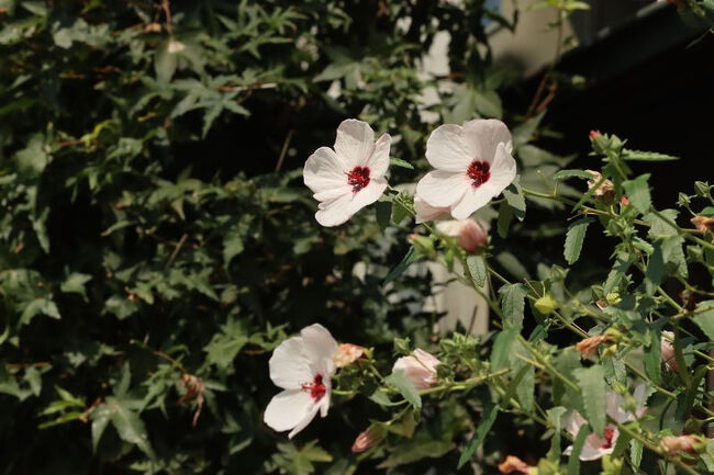 <br />外はジリジリ暑かったですが、<br /><br />涼やかな高砂芙蓉のお花が咲いていました。<br />