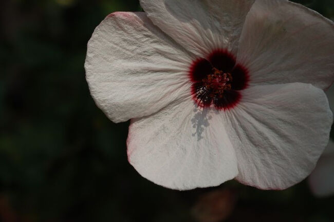 <br />◎高砂芙蓉（タカサゴフヨウ）<br /><br />アオイ科　ヤノネボンテンカ属<br /><br /><br />ムクゲのように見えますが小ぶりで<br /><br />芙蓉よりもずっと小ぶりでいいとこどりですね。<br /><br />華奢で品があります。