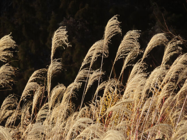 どこ駅だったか、きれいなすすきがまだ残ってました。
