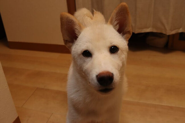 <br />その後、<br /><br />こちらのお店のワンコちゃん、お店の方が<br /><br />2階から連れてきてくださり、<br /><br />お客さんの席に入らないようにして少し遊ばせてくれました。<br />