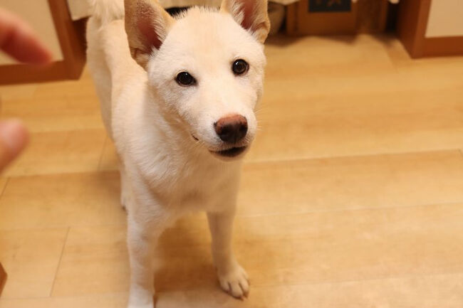 <br />4月生まれの<br /><br />ソバオ。<br /><br /><br />額のところの毛が少し長いのでもう少し変化<br /><br />しそうですね。