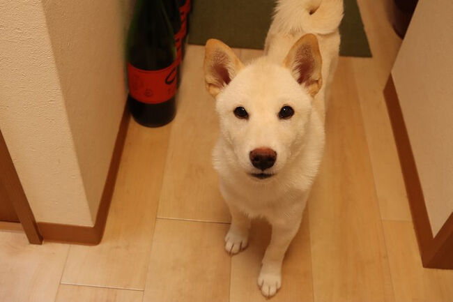 <br />手をガジガジしたり、転がったり<br /><br />初めてなのに仔犬は無心に遊んでくれるので嬉しいですね。<br /><br /><br />美味しいお蕎麦と、ソバオに会えてよかったです。