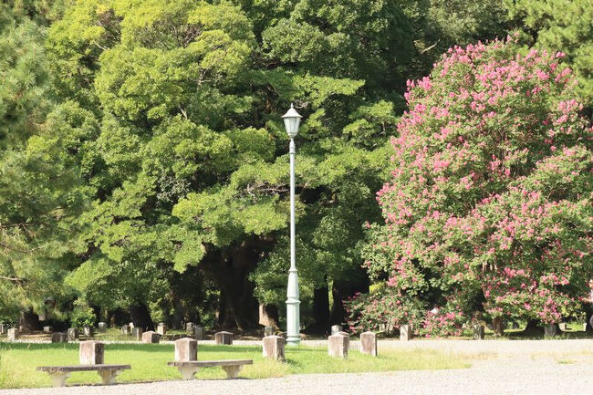 <br />立派なサルスベリに出会うことができました。