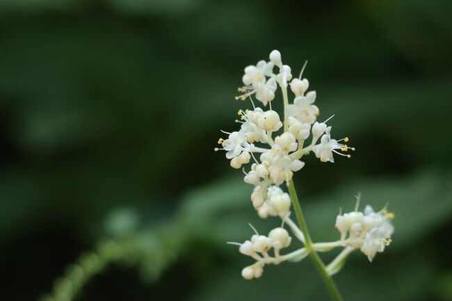 <br />お花も丸くてコロコロしていて<br /><br />好きなお花です。