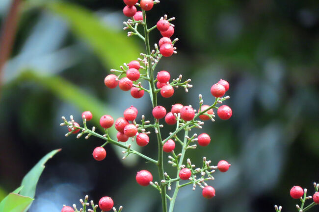 ナンテン（南天）<br /><br />難を転ずる赤い丸い実<br />中国原産で、日本には江戸期以前に伝わった。