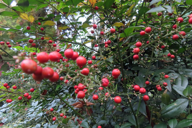 ナンテン（南天）<br /><br />「南天のど飴」は古くからせきやのどのあれなどに効果のある煎じ薬として用いられていた「南天」の実を有効成分とした。