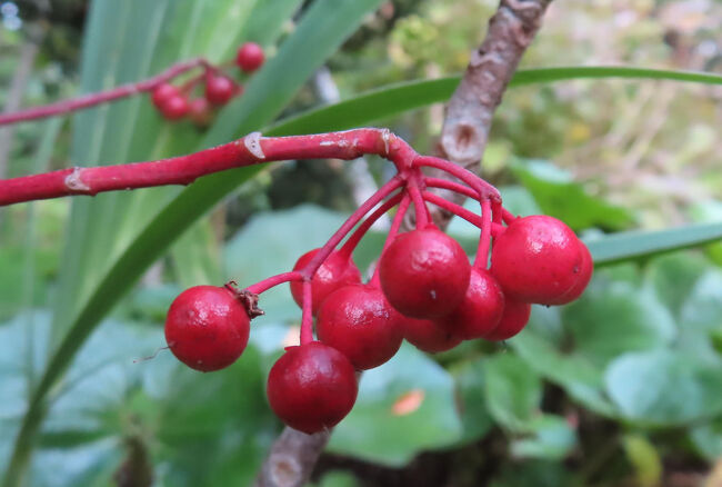 マンリョウ（万両）<br /><br />これも、縁起が良い大きな赤い丸い実。<br />