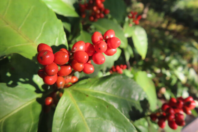 センリョウ（千両）<br /><br />正月の縁起物の赤い丸い実。