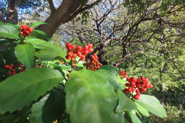 センリョウ（千両）<br /><br />「マンリョウ（万両）」と対比させて、実の数が比較的少ないことから「千両」と名付けられた。