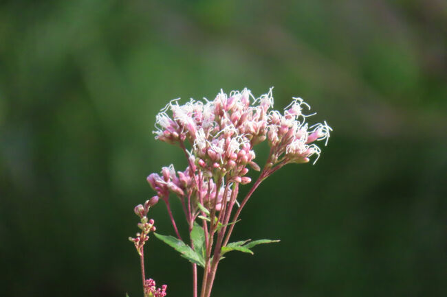 フジバカマ（藤袴）<br /><br />花色が藤、 花弁の形が袴。秋の七草。<br /><br />