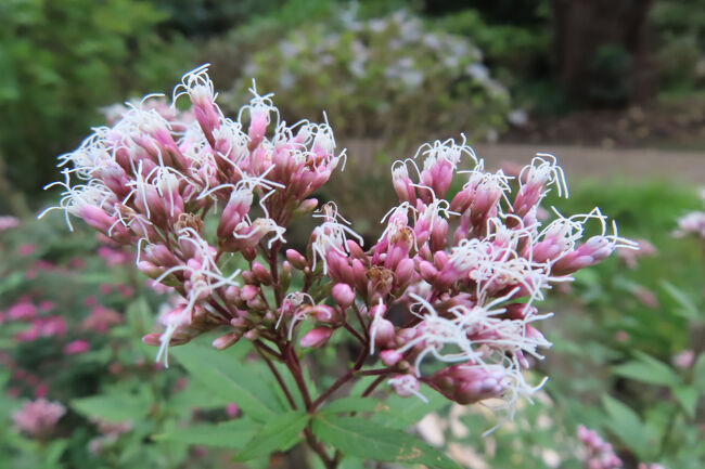 フジバカマ（藤袴）<br /><br />葉の時代から人々に親しまれてきた。<br />山上憶良の秋の七種(ななくさ)の歌<br />「萩の花尾花葛花なでしこの花をみなへしまた藤袴朝顔の花」