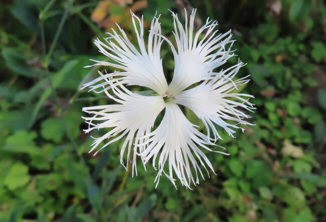 なでしこジャパンを思い出す。