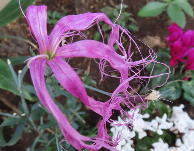 イセナデシコ（伊勢撫子）<br /><br />花弁が長く垂れ、幽玄な姿。<br />江戸時代に伊勢松阪地方で改良されたといわれている。