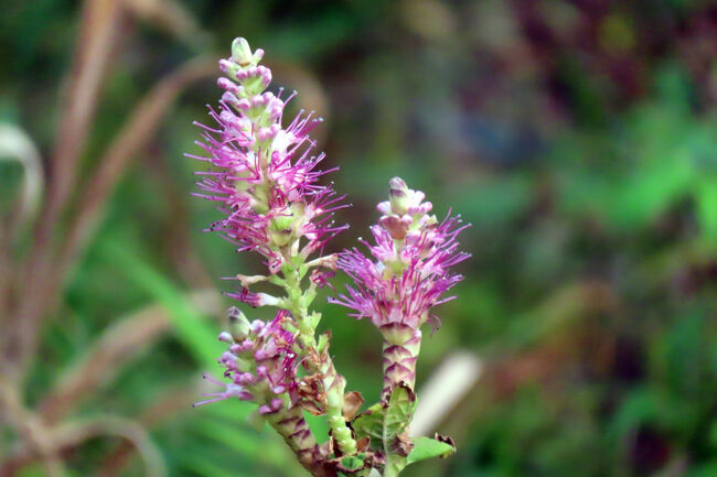 ミカエリソウ（見返草）<br /><br />美しい花に見返る。