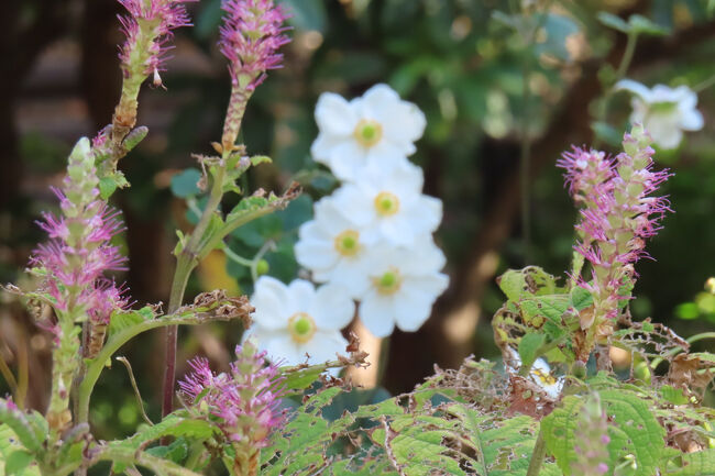 ミカエリソウ（見返草）<br /><br />シュウメイギク（秋明菊）と。