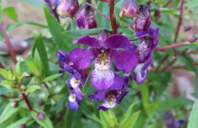 アンゲロニア　<br /><br />サルビアのような青紫の花<br />別名：エンジェルラベンダー。