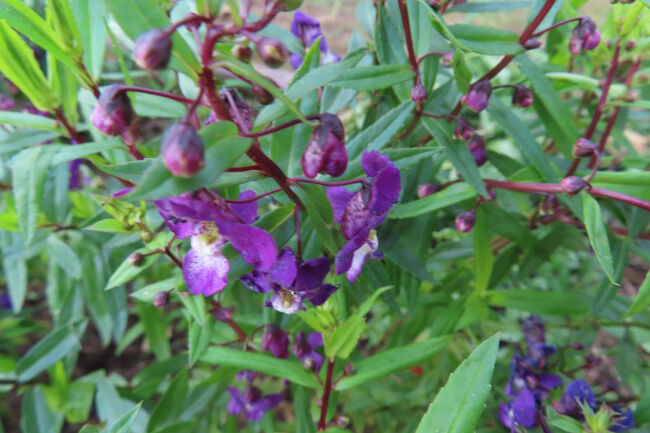 アンゲロニア　<br /><br />エンジェルフェイスとも。