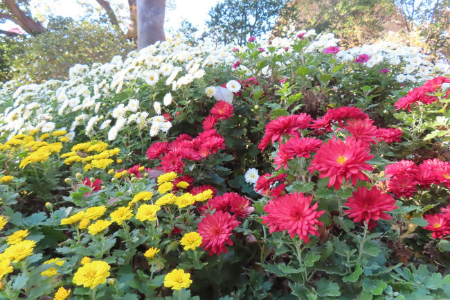 コギク（小菊）<br /><br />小さいキクは花色が多彩。