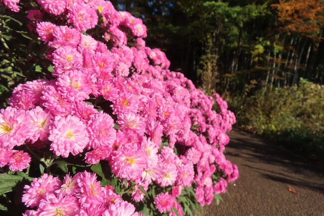 コギク（小菊）<br /><br />花の直径が9cm未満の小さい菊。