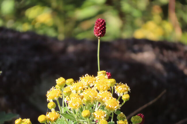 ハナイソギク（花磯菊）<br /><br />イソギクに白い舌状花<br />「ワレモコウ」と。